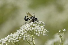 Eremnophila aureonotata