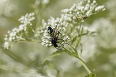 Eremnophila aureonotata