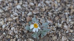 Eriophyllum wallacei rubellum