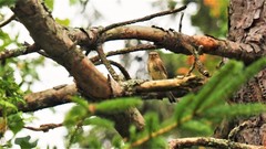 Setophaga castanea