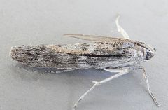 Cactobrosis fernaldialis