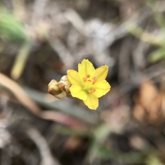Bulbine semibarbata