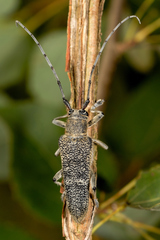 Saperda carcharias