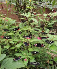 Heliconius doris