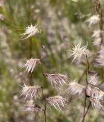 Bouteloua chondrosioides
