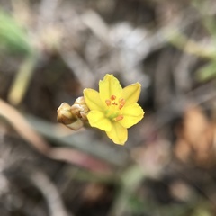 Bulbine semibarbata