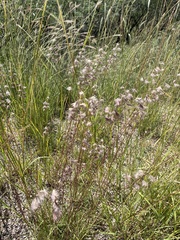Bouteloua chondrosioides