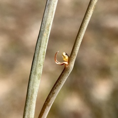 Bulbine semibarbata