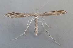 Oidaematophorus phaceliae