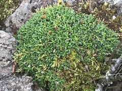 Diapensia lapponica
