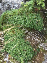 Diapensia lapponica