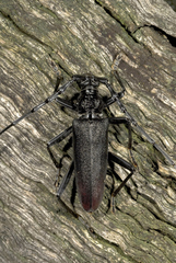 Cerambyx cerdo