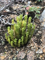 Huperzia appressa