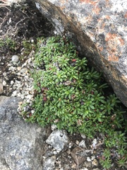 Diapensia lapponica