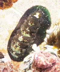 Onithochiton literatus