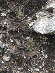 Agrostis mertensii