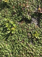 Diapensia lapponica