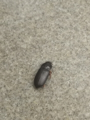 Pseudoophonus