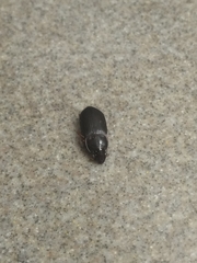 Pseudoophonus