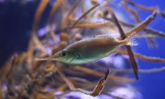 Macroramphosus scolopax