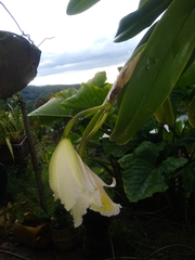 Cattleya quadricolor