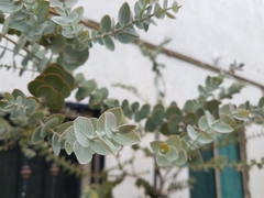 Eucalyptus pulverulenta