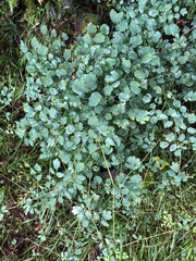 Thalictrum javanicum