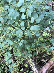 Thalictrum javanicum