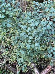 Thalictrum javanicum