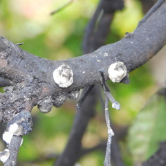 Ceroplastes destructor
