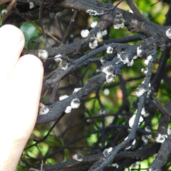 Ceroplastes destructor