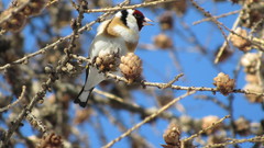 Carduelis carduelis