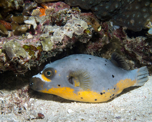 Blackspotted Puffer