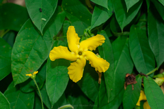 Mandevilla subsagittata
