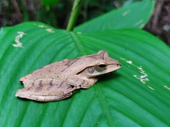 Polypedates pseudocruciger