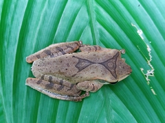 Polypedates pseudocruciger