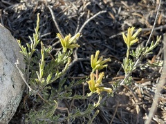 Chrysothamnus depressus