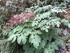 Aralia cordata