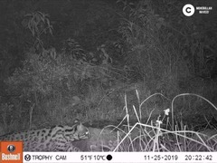 Prionailurus bengalensis