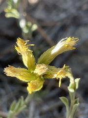 Chrysothamnus depressus