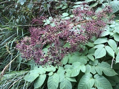 Aralia cordata