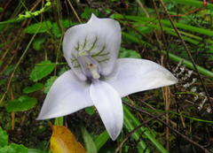 Disa longicornu