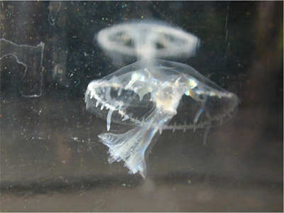 Common Freshwater Jellyfish, Hocking County, OH, USA, photo 6 of 10