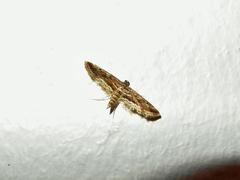 Parapoynx fluctuosalis