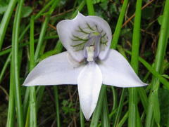 Disa longicornu