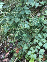 Thalictrum javanicum