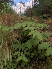 Aralia cordata