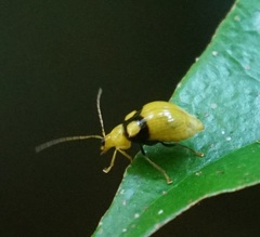 Monolepta oculata