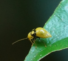 Monolepta oculata