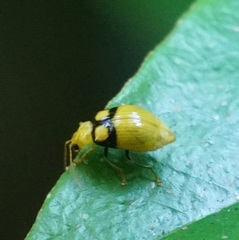 Monolepta oculata
